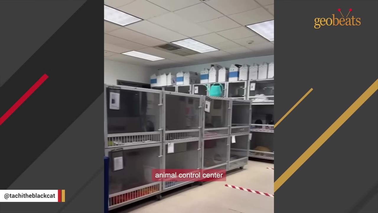 A room inside an animal control center with rows of metal cages for animals.