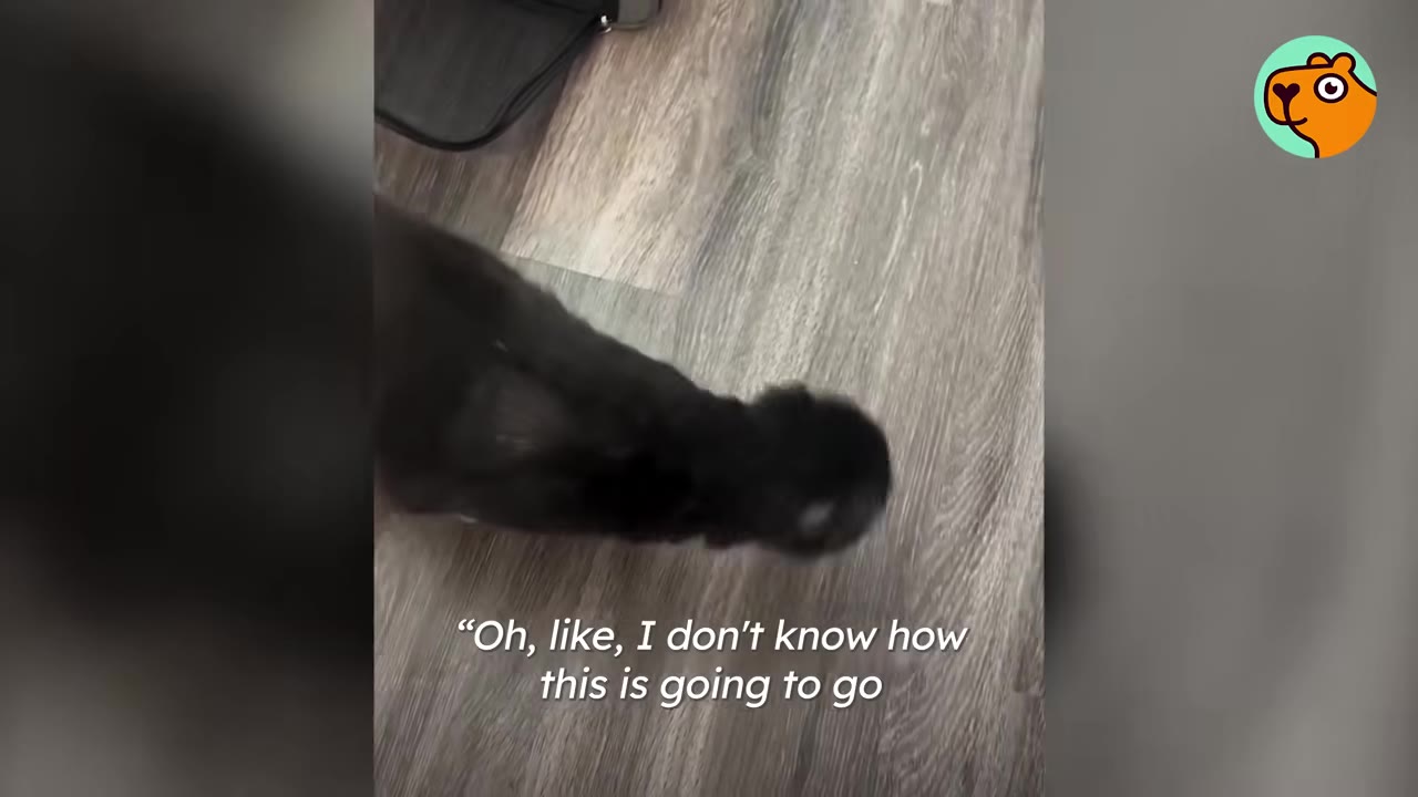 A black cat walks across a light wooden floor, with on-screen text reading, 'Oh, like, I don't know how this is going to go'.