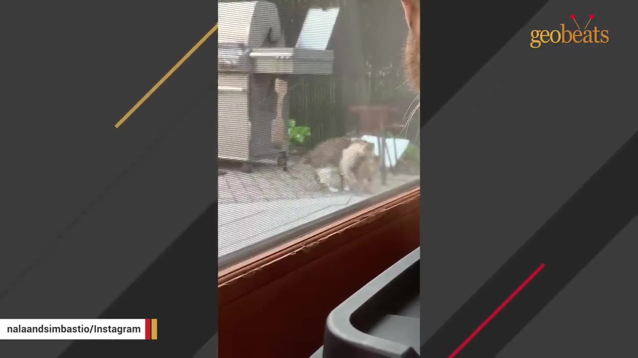 A view through a window screen of a tabby cat gently biting the neck of another cat on an outdoor patio.