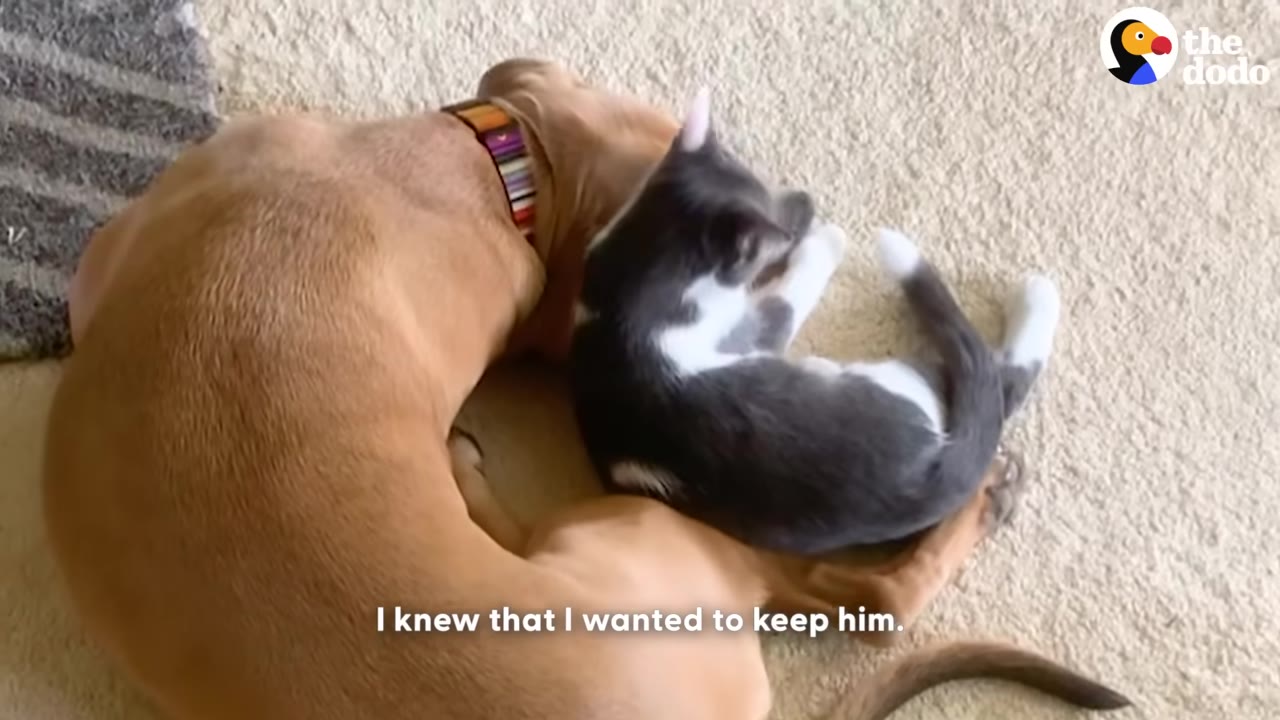 A brown dog curled up on a carpet with a grey and white kitten sleeping on its back.