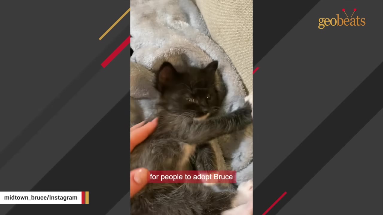 A fluffy black kitten with white markings lies on a soft grey blanket while being gently petted by a hand.