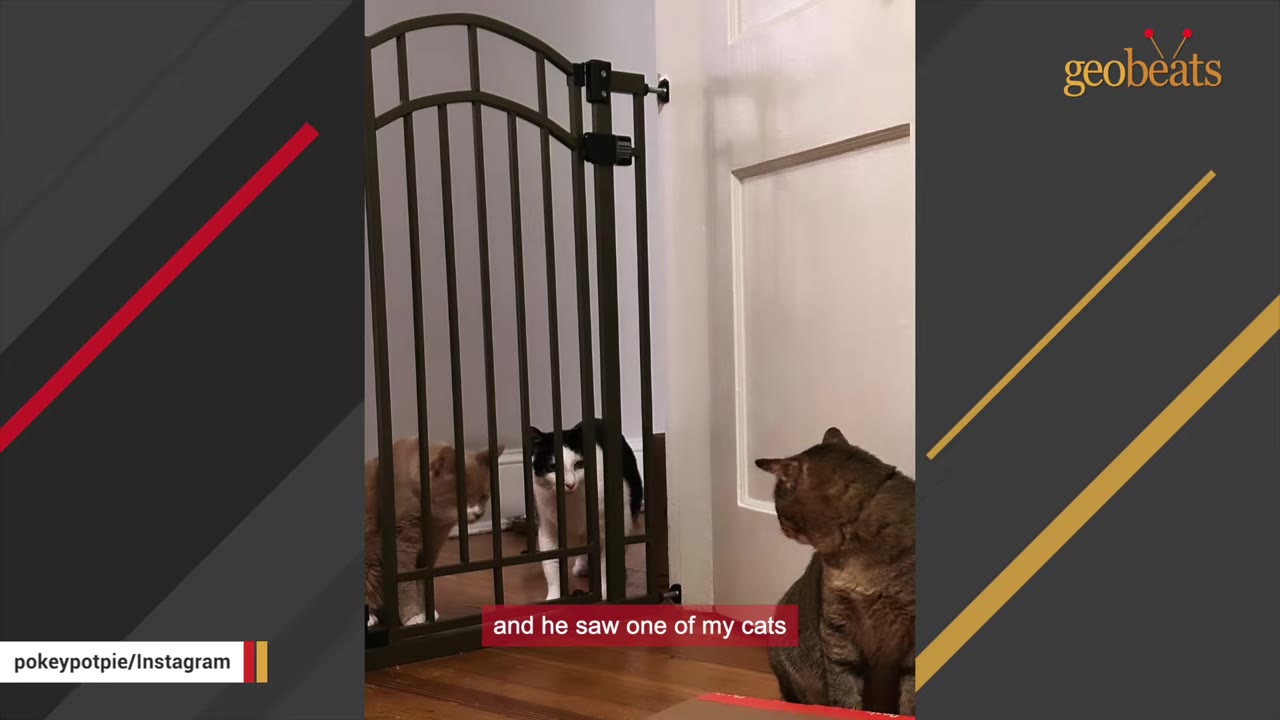 A tabby cat sits near an open doorway, looking through a metal pet gate at a black-and-white cat and an orange cat on the other side.