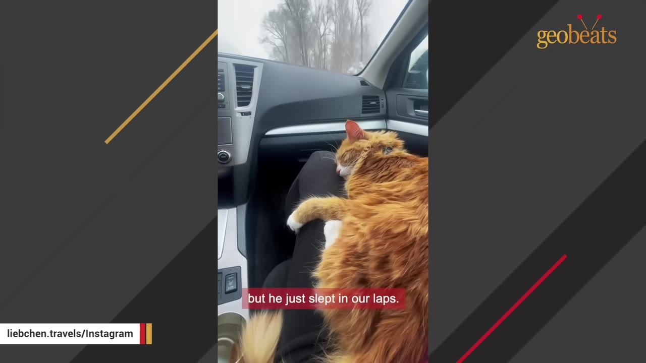 A fluffy orange and white cat sleeping peacefully on a person's lap inside a car during a drive.