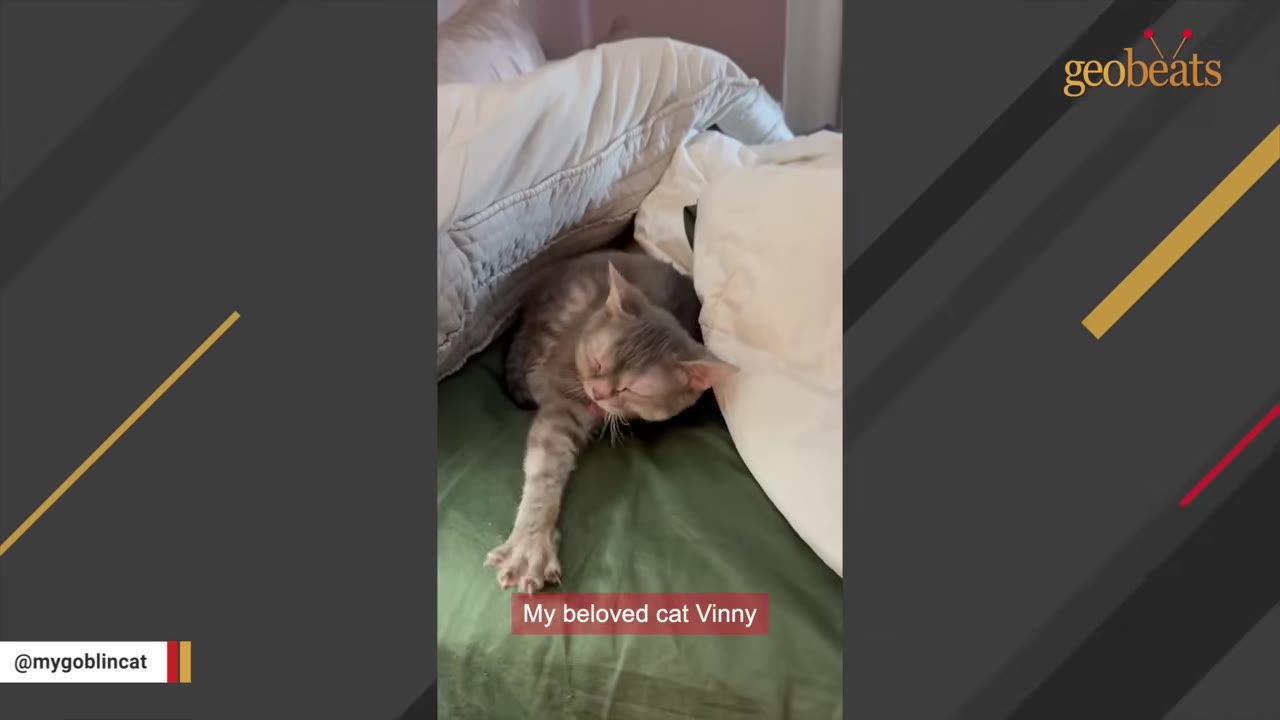 A grey tabby cat lies on a green bed sheet between white pillows, stretching one paw forward with its eyes closed.