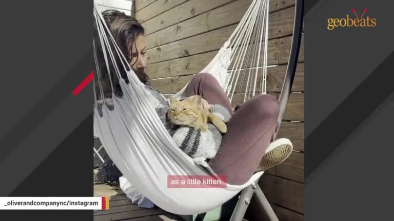 North Carolina Woman Reaches Into A Shy Cat’s Cage And Is Left In Tears By His Response