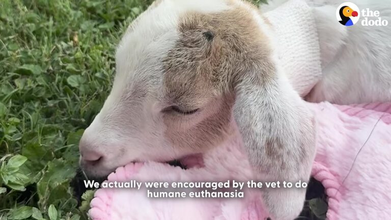 Texas Baby Goat Faced A Heartbreaking Prognosis, Until One Morning Changed Everything
