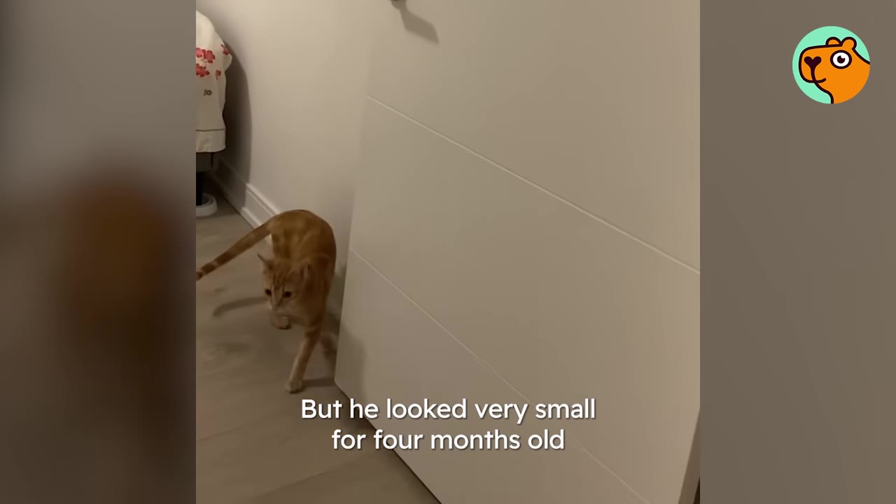 A small orange kitten walks past a white door, appearing tiny for its age.