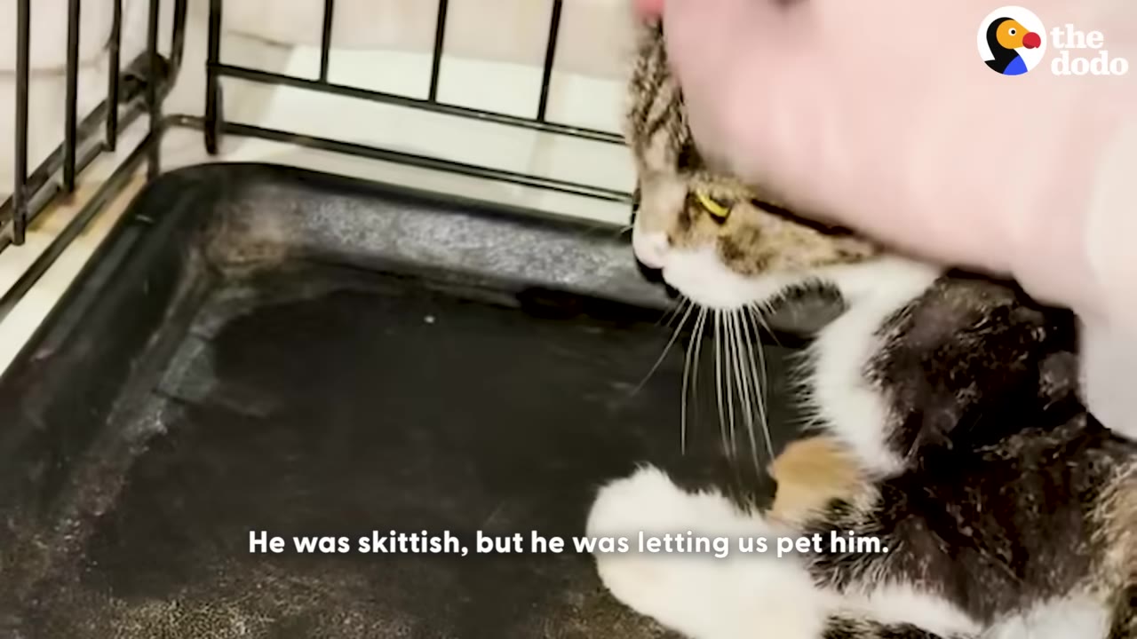 A close-up shot of a brown and white tabby cat inside a wire cage, looking slightly anxious but remaining still as a hand gently pets his head.