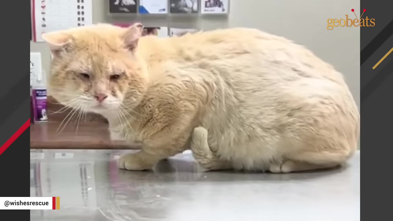 A light orange cat with irritated eyes sits on a metal examination table in a veterinary clinic.