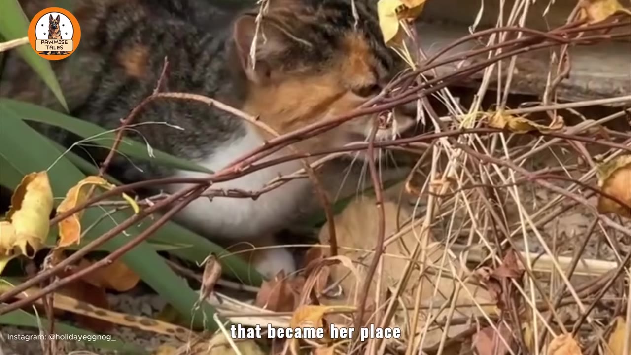 A calico cat nestled in a cramped space behind dry branches and green leaves.