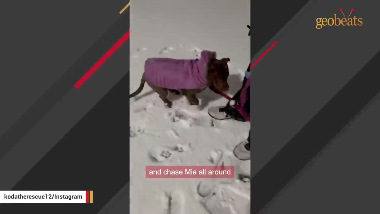 A brown dog wearing a purple winter coat walks through the snow on a leash.
