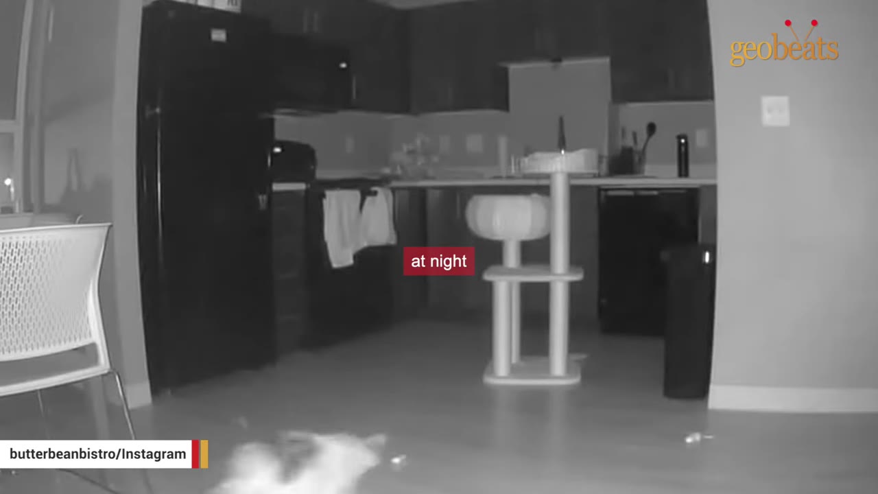 A black and white night-vision camera view of a kitchen, showing a cat moving across the floor at night.