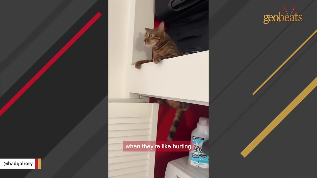 A Bengal cat perched on a high white shelf in a closet, looking off to the side, with a subtitle reading 'when they're like hurting'.
