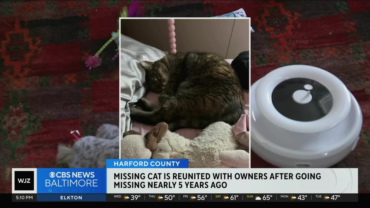 A news broadcast graphic showing a photo of a sleeping tabby cat curled up on a bed next to a stuffed animal.