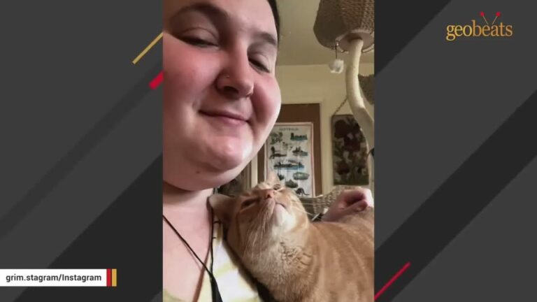 Kitten Was One Of The Last Left At Arkansas Shelter Event, Now He Gives His Rescuer Full-Body Hugs