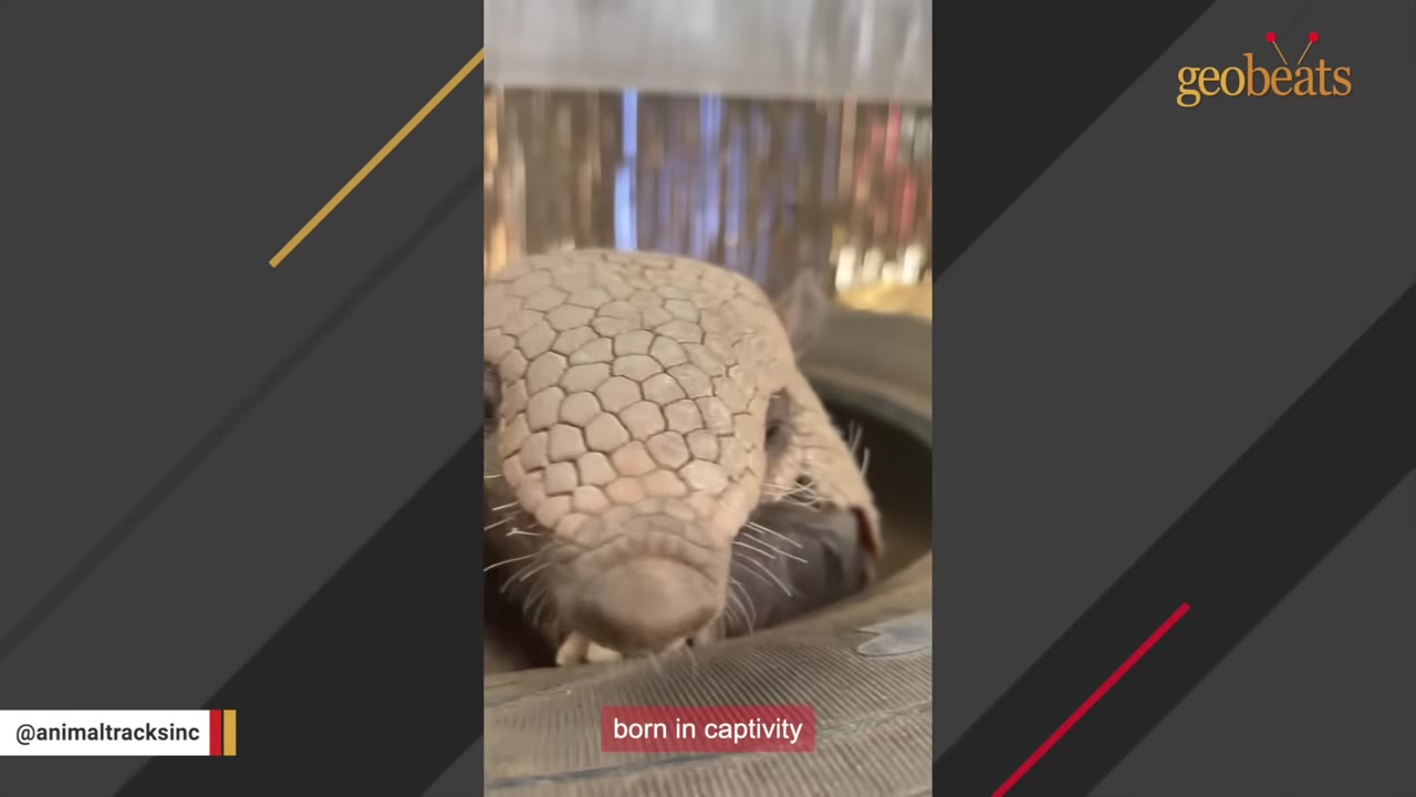 A close-up shot of an armadillo looking directly at the camera from inside a tire.