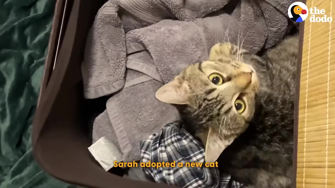 A tabby cat with wide eyes lies on grey towels inside a laundry basket, looking up.