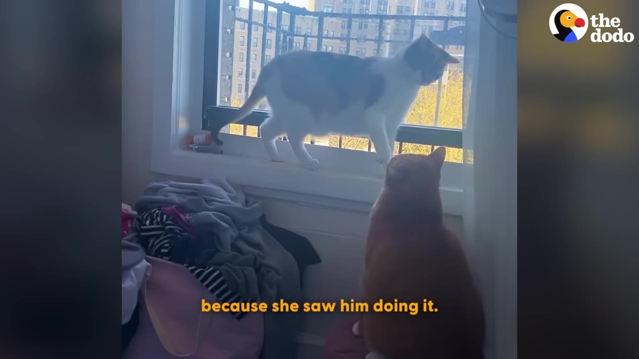 An orange cat sits on the floor and looks up at a calico cat walking along a window sill.