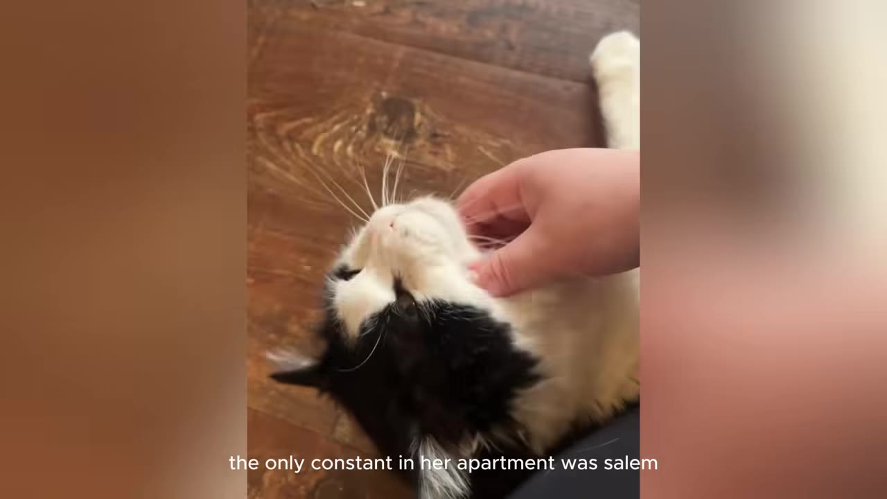 A close-up shot of a hand gently petting a black and white long-haired cat under its chin as it lies on a wooden floor.