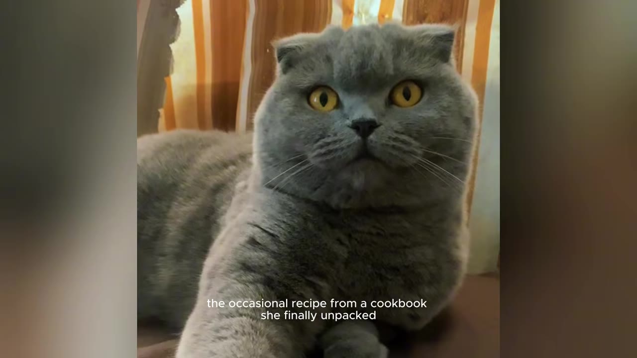 A close-up shot of a grey Scottish Fold cat with bright yellow eyes looking directly at the camera, with text overlay reading 'the occasional recipe from a cookbook she finally unpacked'.