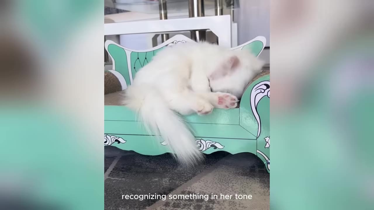 A fluffy white kitten curled up asleep on a small, green, couch-shaped scratcher.