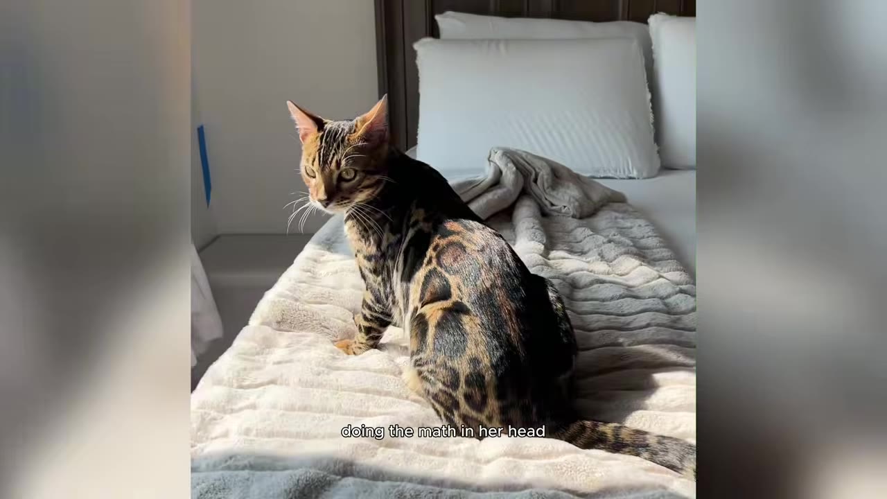 A Bengal cat with distinctive leopard-like spots sits on a beige blanket on a bed, looking off to the side.