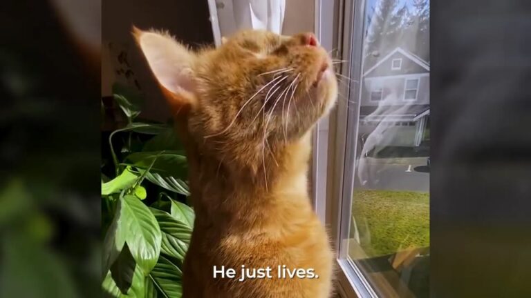 Michigan Kitten Lost His Sight Entirely, Yet One Surprising Talent Left His New Family In Awe