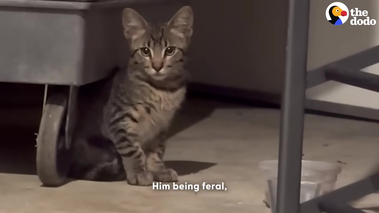 A small tabby kitten sits warily under a wheeled cart indoors, looking directly at the camera.