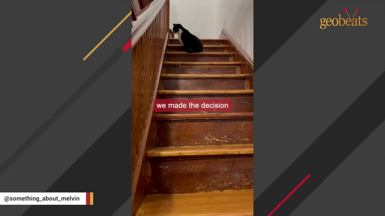 A black and white cat sits near the top of a flight of wooden stairs.
