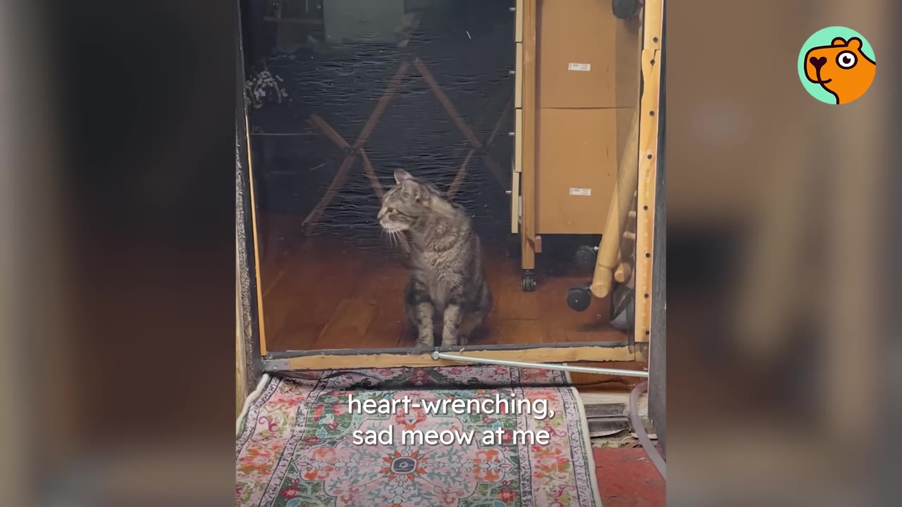 A tabby cat sits inside by a screen door, looking out with a sad expression.