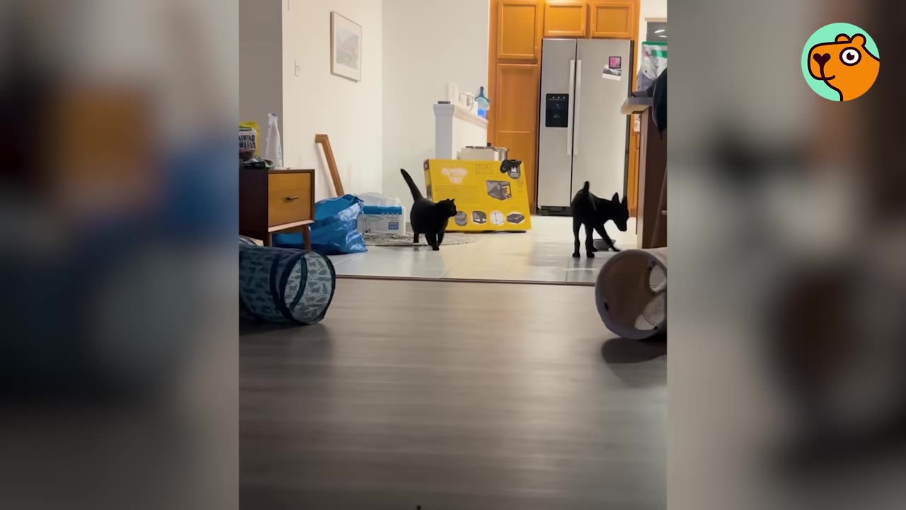 A black cat and a small black puppy stand in a kitchen and living room area, looking towards each other.
