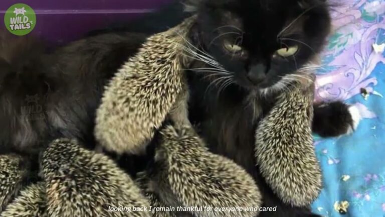 Pennsylvania Stray Cat Notices 8 Orphaned Hedgehogs And Delivers A Miracle Nobody Saw Coming
