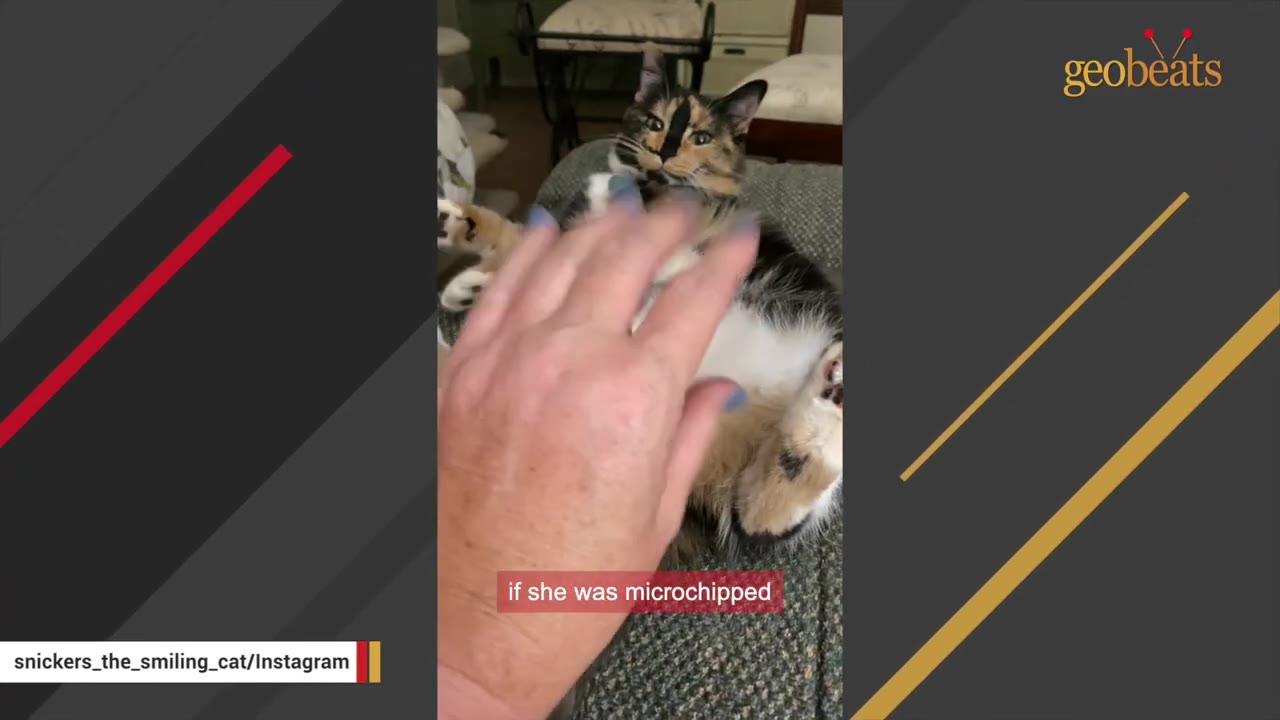 A calico cat lies on its back on a couch as a hand with blue nail polish reaches out to pet its belly, with a caption overlay reading 'if she was microchipped'.