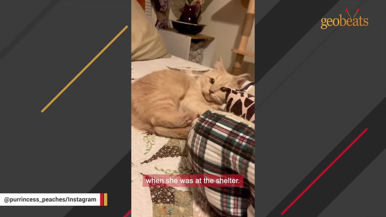 A light orange cat named Peaches lying down on a patterned quilt, looking directly at the camera.