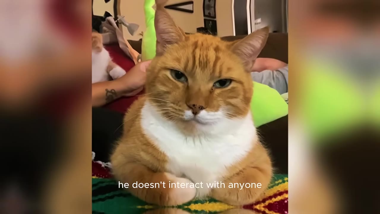 An orange and white cat sitting down and staring directly forward with a calm, steady gaze.