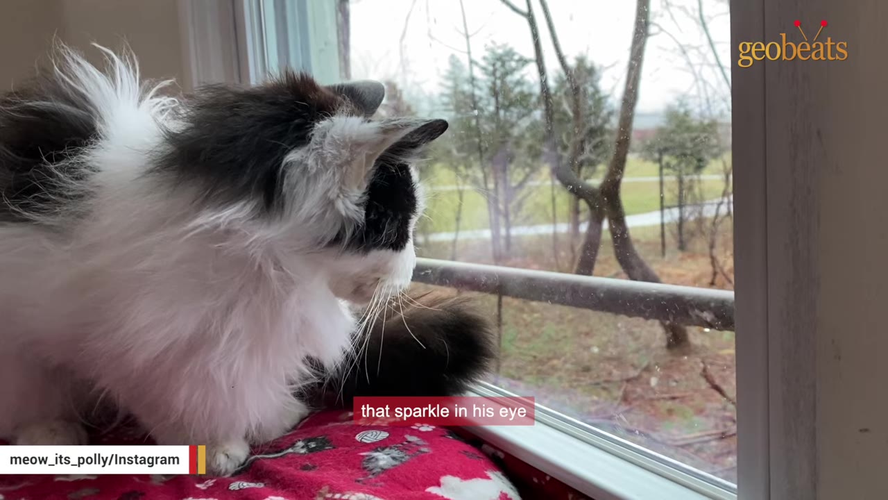 A fluffy black and white cat sits on a red blanket and looks out a window at trees.