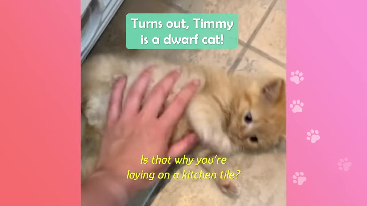 A hand gently petting a small orange kitten lying on a tiled floor, with text overlay reading 'Turns out, Timmy is a dwarf cat!'