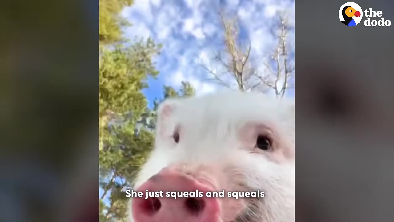 A close-up of a white pig's face outdoors with trees and a blue sky in the background, with the caption 'She just squeals and squeals'.
