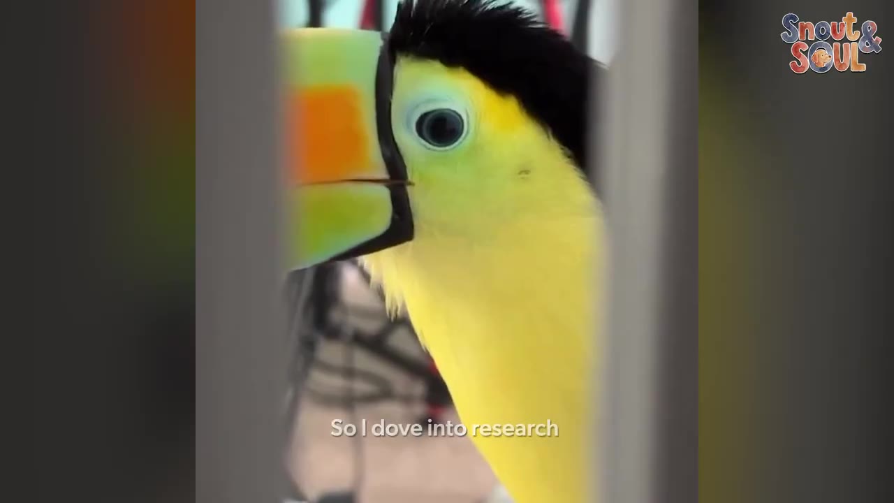 A close-up shot of a yellow-breasted toucan with a colorful beak, looking directly at the camera.