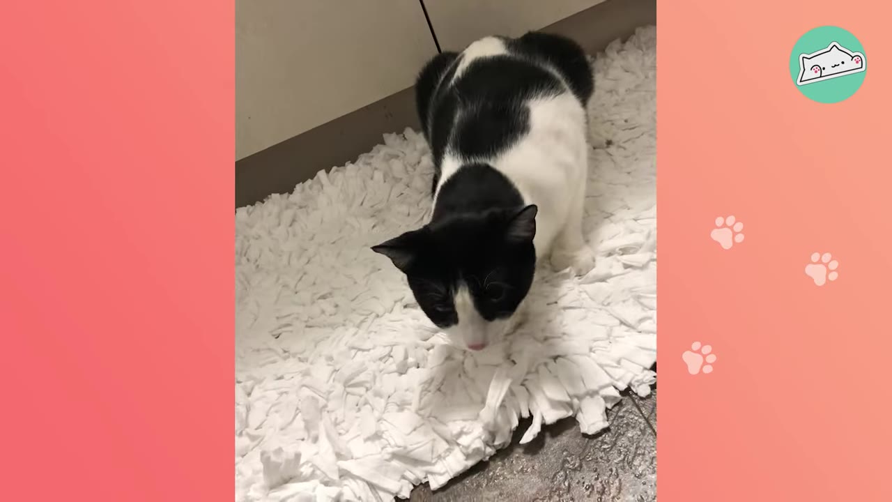 A black and white cat crouching low on a white shag rug, looking downward as if preparing to cough.