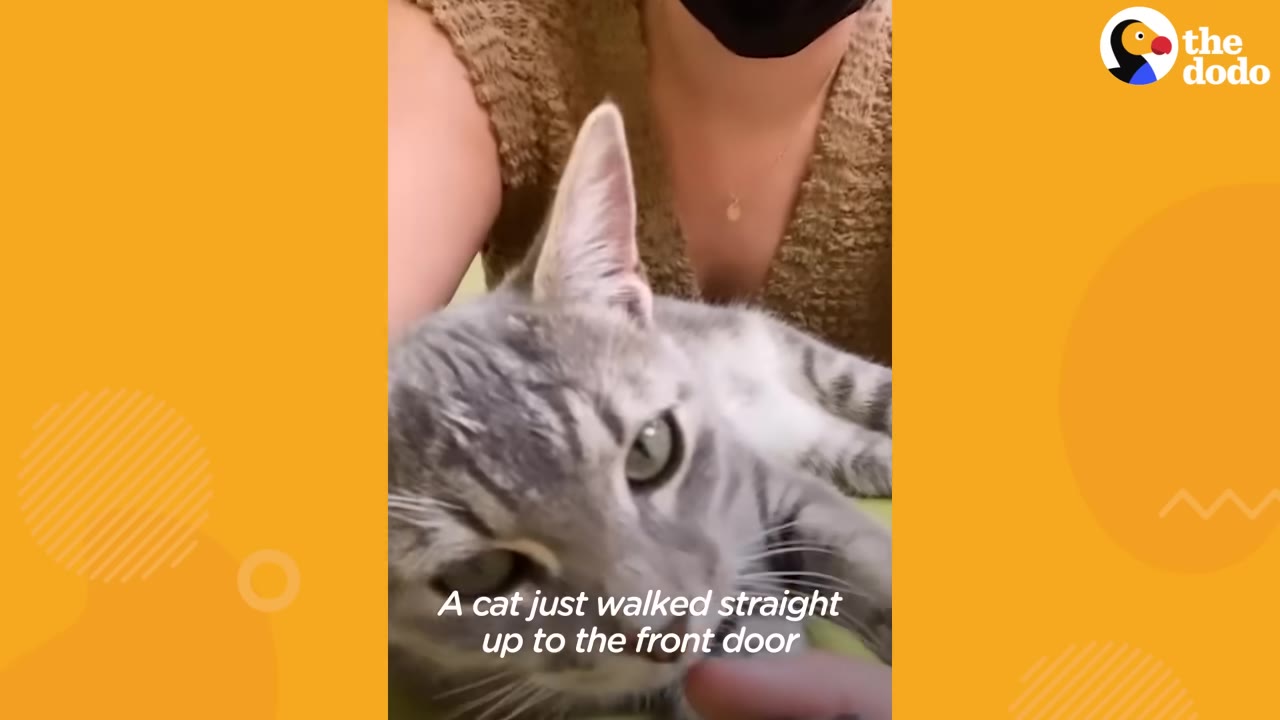 A close-up of a grey tabby cat being held by a person, with text overlay reading 'A cat just walked straight up to the front door'.