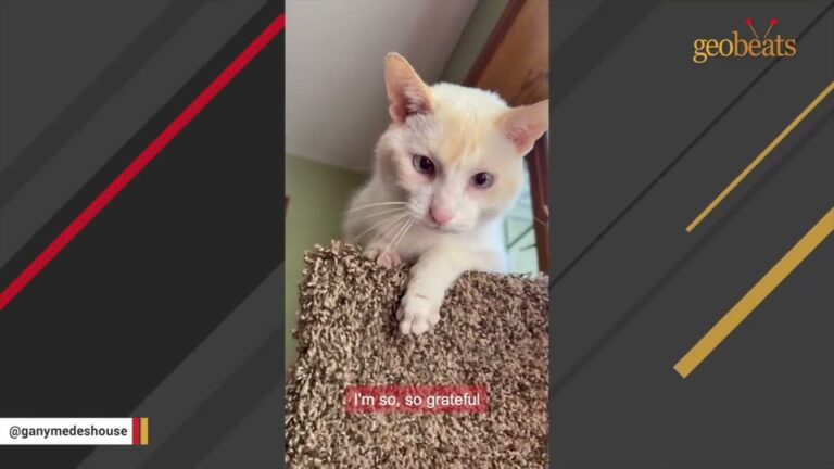 Pennsylvania Cat Surrendered At 15 Years Old Finally Finds A Place To Belong