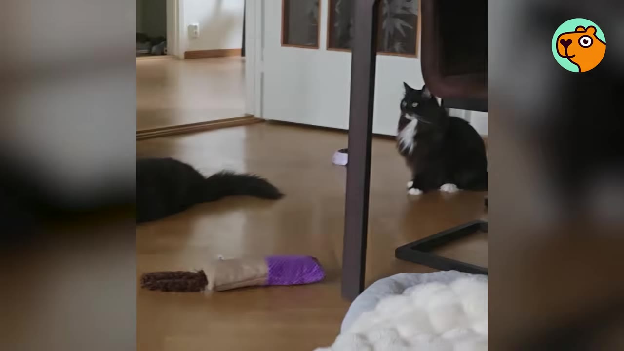 Two long-haired black and white cats in a room, with one sitting upright near a chair leg and the other lying down on the wooden floor.