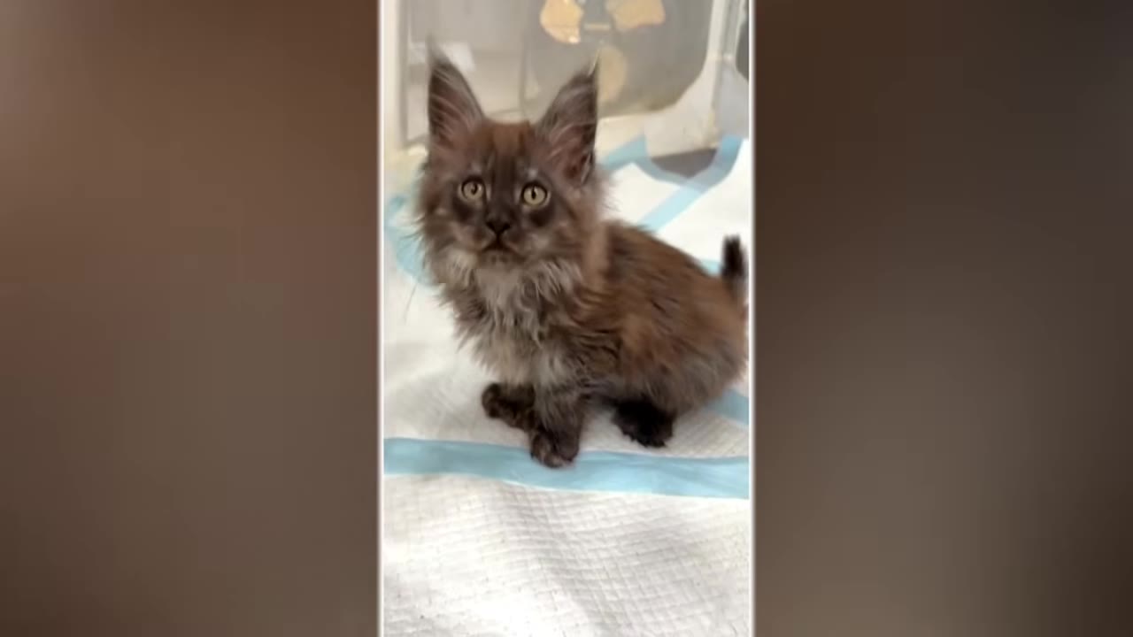 A fluffy, dark-furred Maine Coon kitten with extra toes sits on a blue and white medical pad inside a veterinary enclosure, looking up with wide, alert eyes.