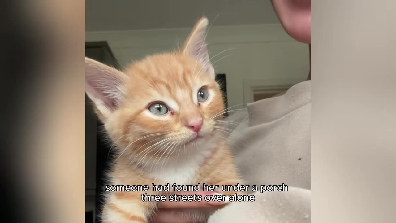A close-up of a small, orange and white tabby kitten with blue-green eyes being held in someone's arms.