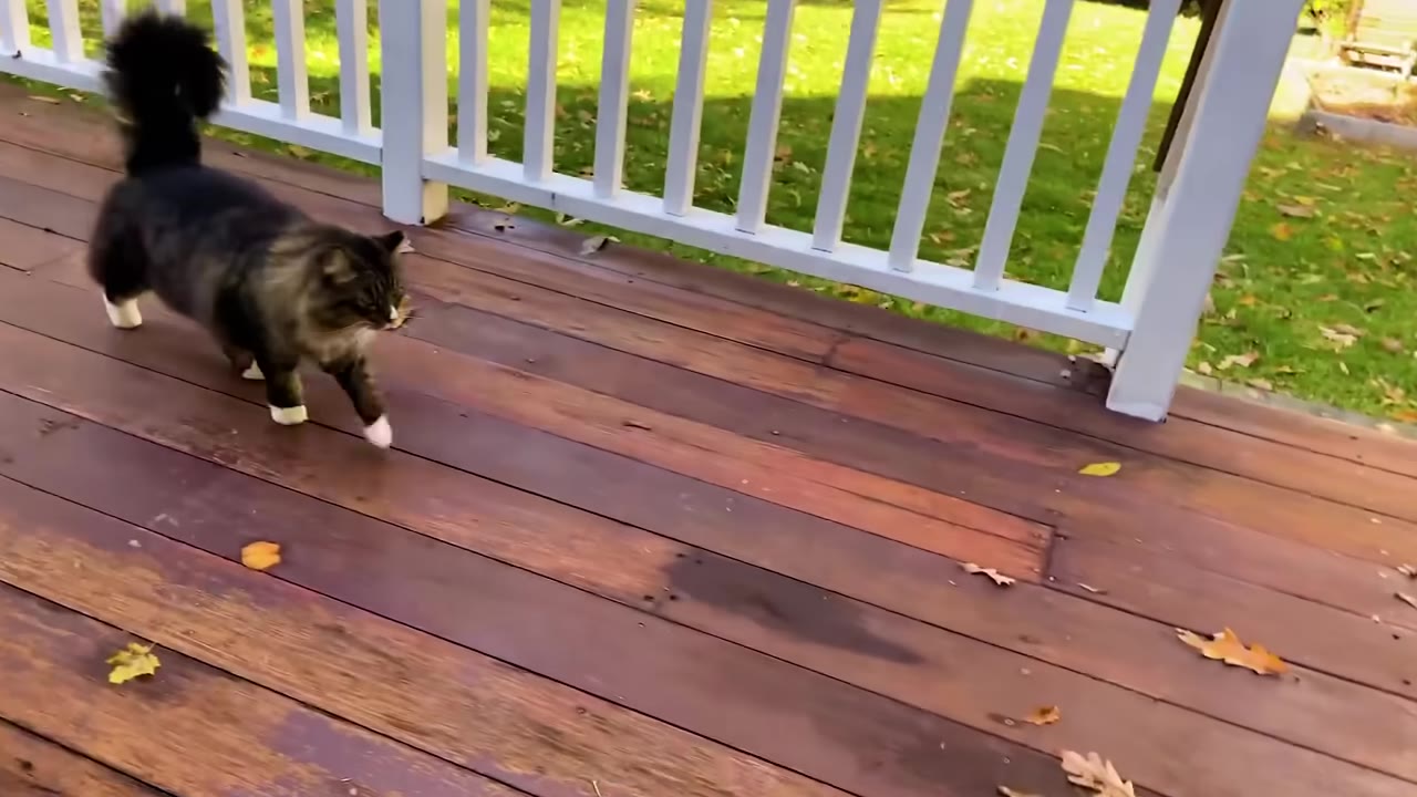 A fluffy dark tabby cat with white paws walks across a wooden deck with white railings.