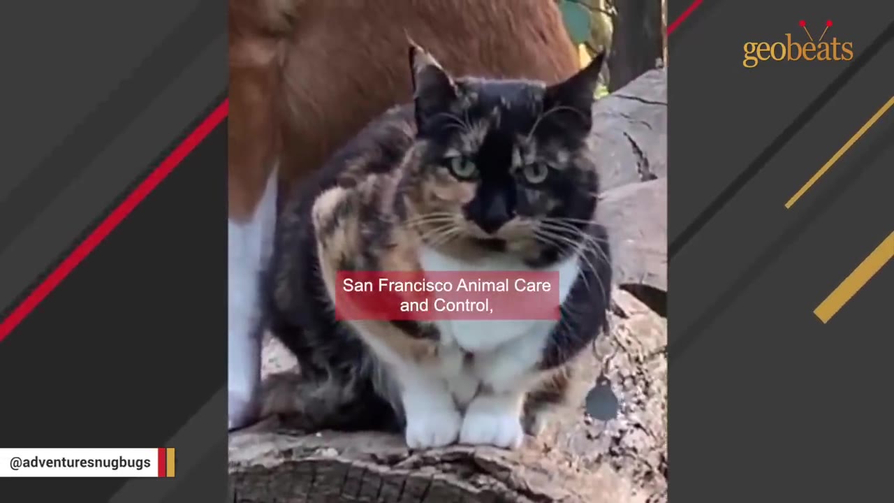 A calico cat sitting on a log with a text overlay that reads 'San Francisco Animal Care and Control'.