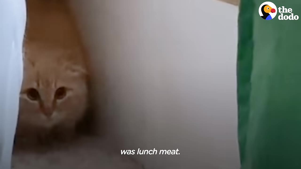 An orange cat peeks out from behind a white curtain, looking directly at the camera.