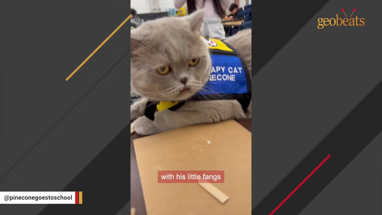 A close-up of a grey cat named Pinecone wearing a blue therapy cat vest, showing a grumpy facial expression with his lower fangs slightly visible.