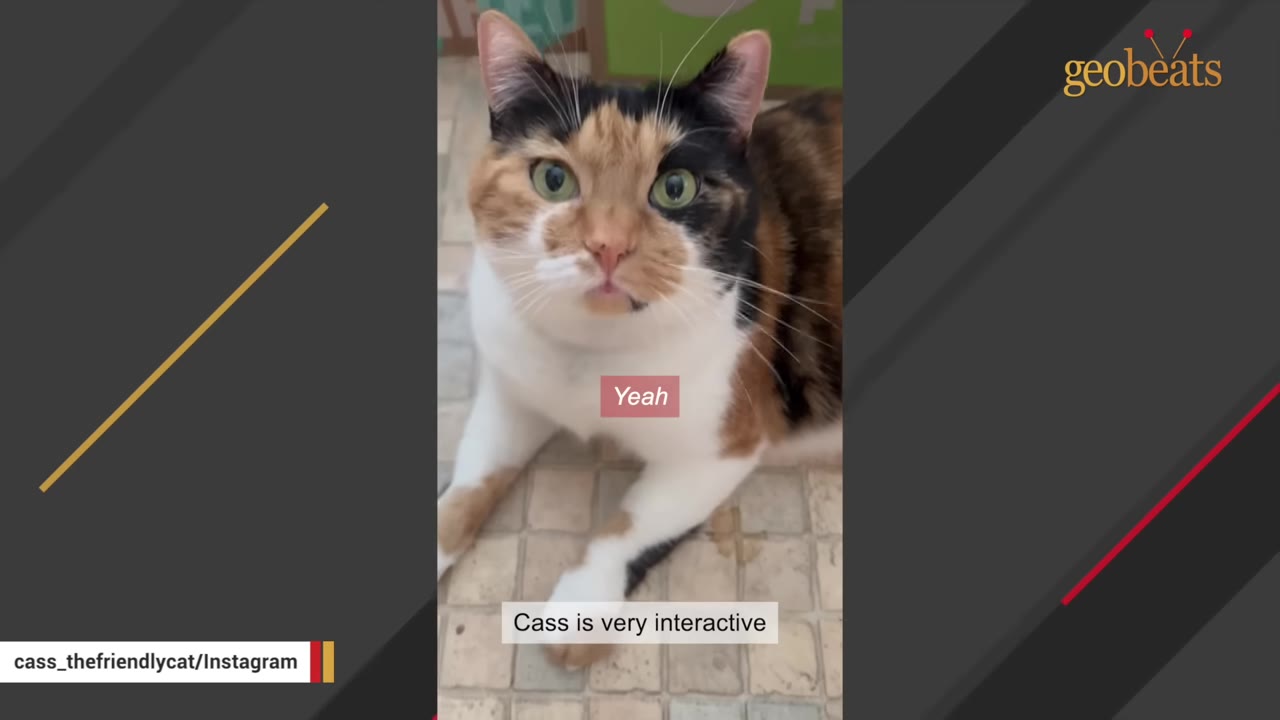 A close-up shot of a calico cat with green eyes looking directly at the camera with its mouth slightly open as if meowing.